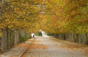 Запрещено передвижение по паркам группами более трех человек