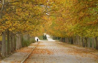 Запрещено передвижение по паркам группами более трех человек