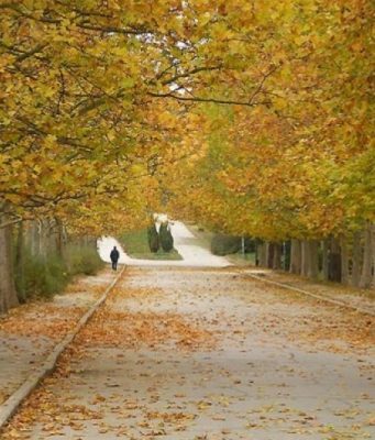 Запрещено передвижение по паркам группами более трех человек