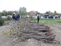 В Кишиневе посадили 10 тысяч деревьев
