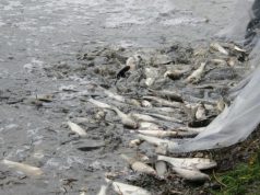 В Кишиневе жестко обойдутся с браконьерами