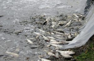 В Кишиневе жестко обойдутся с браконьерами