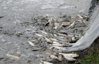 В Кишиневе жестко обойдутся с браконьерами