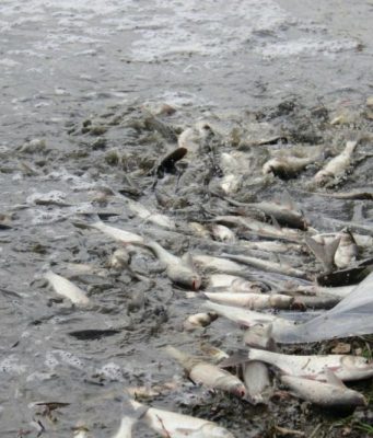 В Кишиневе жестко обойдутся с браконьерами