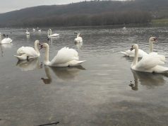 Уникальная для зимы картина в Молдове: На Днестре зимует стая лебедей