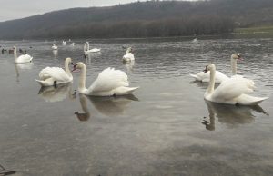 Уникальная для зимы картина в Молдове: На Днестре зимует стая лебедей