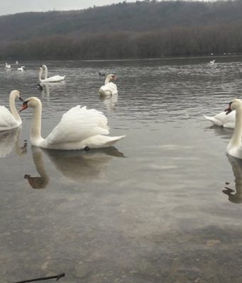 Уникальная для зимы картина в Молдове: На Днестре зимует стая лебедей