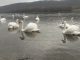 Уникальная для зимы картина в Молдове: На Днестре зимует стая лебедей