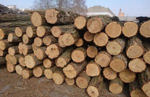 Чьи дрова: за вырубку леса в “Плаюл Фагулуй” выписаны штрафы дрова
