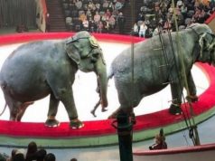 В Казани во время циркового представления подрались слоны