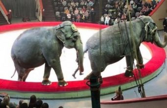 В Казани во время циркового представления подрались слоны