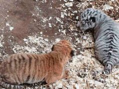 В СТОЛИЧНОМ ЗООПАРКЕ ПОПОЛНЕНИЕ: РОДИЛИСЬ 2 ТИГРЁНКА