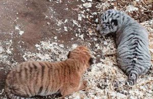 В СТОЛИЧНОМ ЗООПАРКЕ ПОПОЛНЕНИЕ: РОДИЛИСЬ 2 ТИГРЁНКА