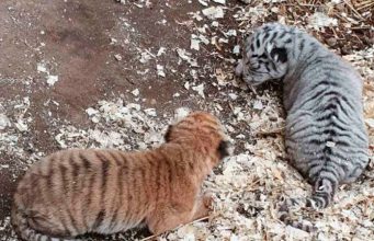 В СТОЛИЧНОМ ЗООПАРКЕ ПОПОЛНЕНИЕ: РОДИЛИСЬ 2 ТИГРЁНКА