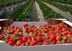 В Молдове начался сезон клубники