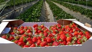 В Молдове начался сезон клубники