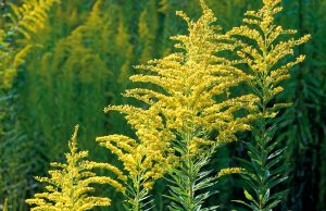 Владельцев участков c амброзией на территории Кишинева будут штрафовать kancrb.ru