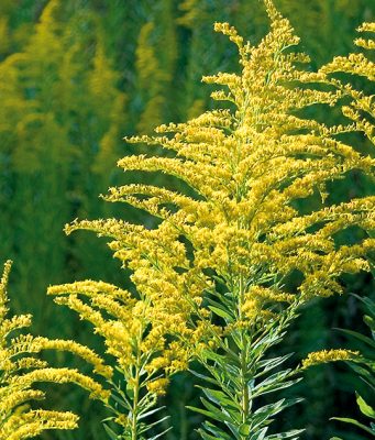 Владельцев участков c амброзией на территории Кишинева будут штрафовать kancrb.ru