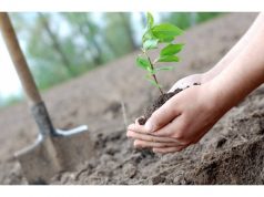 Десятки государственных учреждений примут участие в акции «Посади свое будущее»