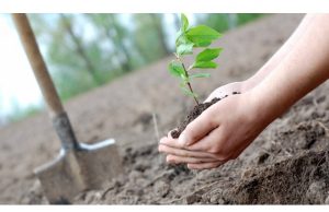 Десятки государственных учреждений примут участие в акции «Посади свое будущее»