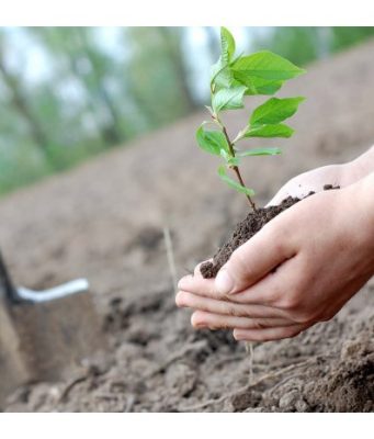 Десятки государственных учреждений примут участие в акции «Посади свое будущее»