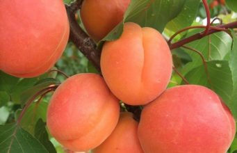 В 2021 Молдова в разы увеличила экспорт абрикосов