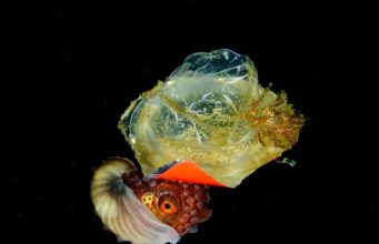 В Австралии прошел конкурс подводной фотографии Underwater Awards Australasia 2024 года