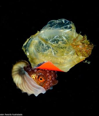 В Австралии прошел конкурс подводной фотографии Underwater Awards Australasia 2024 года