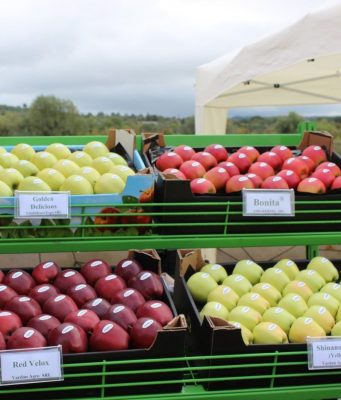 Урожай яблок в Молдове снизился на 14% в 2024 году