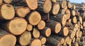 Moldsilva: В этом году цены на дрова выросли