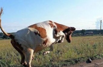 В шаге от трагедии. Восьмилетний ребенок госпитализирован после нападения коровы.Случай произошел в Рыбницком районе на левом берегу Днестра.