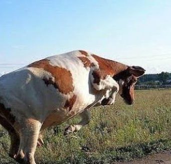 В шаге от трагедии. Восьмилетний ребенок госпитализирован после нападения коровы.Случай произошел в Рыбницком районе на левом берегу Днестра.