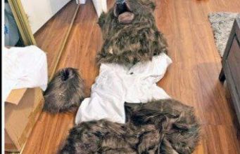 В Калифорнии поймали мошенников, которые обманули страховую на $141 тыс с помощью костюма медведя.