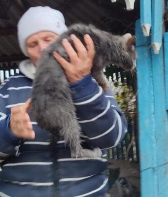 В Штефан-Водэ спасли кошку, провалившуюся в колодец