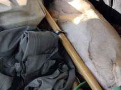 Задержаны с поличным: два человека в Молдове незаконно охотились на косулю.