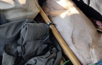 Задержаны с поличным: два человека в Молдове незаконно охотились на косулю.