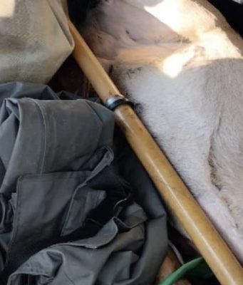 Задержаны с поличным: два человека в Молдове незаконно охотились на косулю.