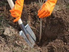 Правительство Молдовы посадило более 200 000 деревьев – дубов, кленов и других видов.