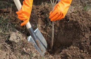 Правительство Молдовы посадило более 200 000 деревьев – дубов, кленов и других видов.