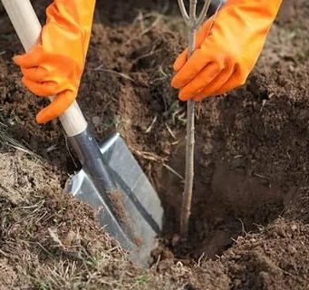 Правительство Молдовы посадило более 200 000 деревьев – дубов, кленов и других видов.