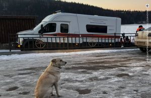 Новый Хатико