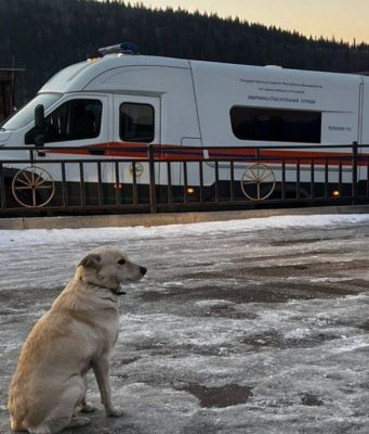 Новый Хатико