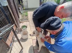 В Молдове начали внедрять систему регистрации домашних животных. Первым городом стал Леова. За семь месяцев в городе чипировали 800 домашних собак. Владельцам зарегистрированных животных бесплатно выдали ветеринарные книжки.