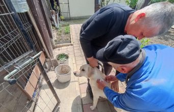 В Молдове начали внедрять систему регистрации домашних животных. Первым городом стал Леова. За семь месяцев в городе чипировали 800 домашних собак. Владельцам зарегистрированных животных бесплатно выдали ветеринарные книжки.