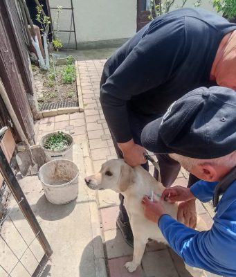 В Молдове начали внедрять систему регистрации домашних животных. Первым городом стал Леова. За семь месяцев в городе чипировали 800 домашних собак. Владельцам зарегистрированных животных бесплатно выдали ветеринарные книжки.