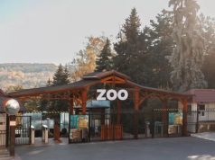 Кишинёвский зоопарк предупредил о мошенничестве: разыгрываются “бесплатные билеты”