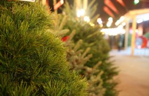 В этом году новогодние ели в Молдове будут стоить от 750 до 10 тысяч леев