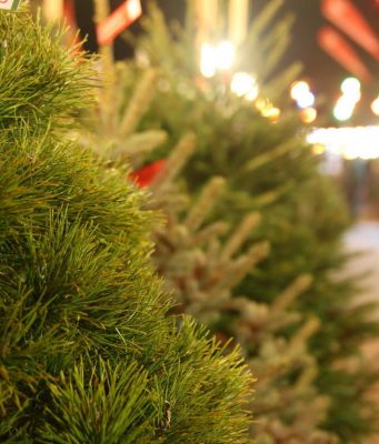 В этом году новогодние ели в Молдове будут стоить от 750 до 10 тысяч леев