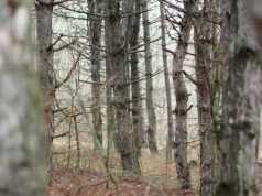 В Дурлештском лесу обустроят новые беговые и велодорожки