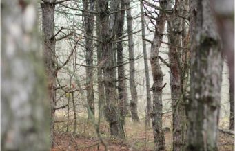 В Дурлештском лесу обустроят новые беговые и велодорожки